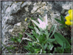 foto Strada delle 52 Gallerie sul Pasubio